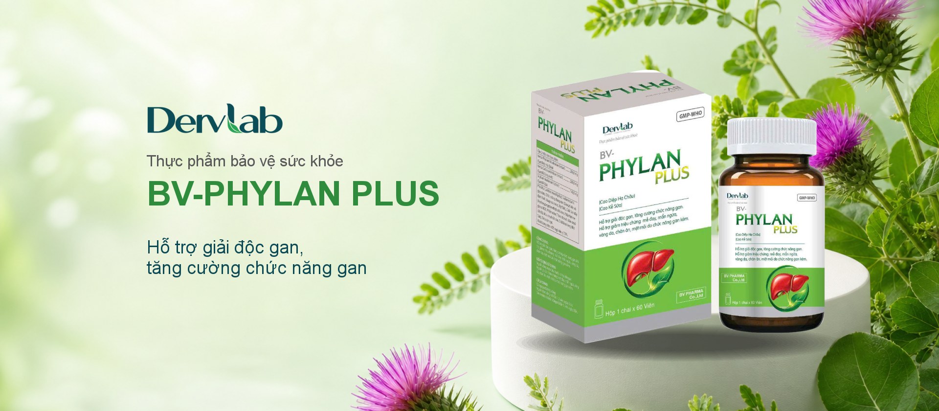 Diệp hạ châu và kế sữa: hai thảo dược quen thuộc trong chăm sóc lá gan