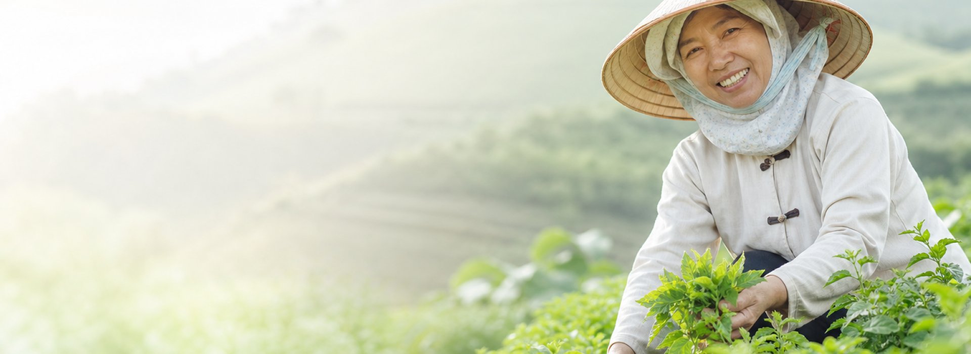 Vùng dược liệu